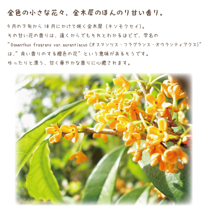 線香